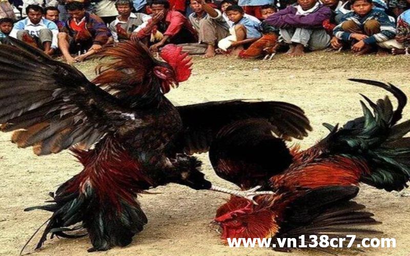 Bạn đã biết mẹo chơi đá gà trực tuyến Đông Timor?