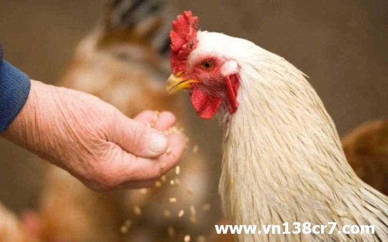 Cho chiến kê kết hợp ăn ngũ cốc và mồi