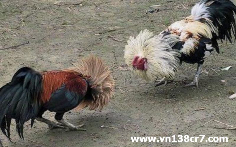 Cơ hội giành được chiến thắng sẽ đến với chiến kê bạn chọn