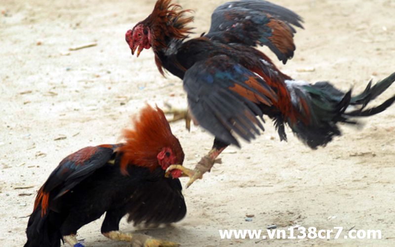 Cung cấp các trận đấu đá gà đỉnh cao tại VN138