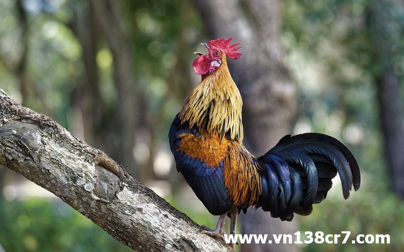 Đá gà Online ăn 6 là gì?
