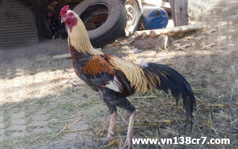 Đá gà online đòn Thái Lan mới nhất
