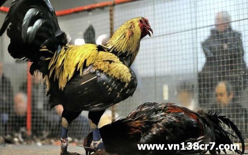 Gà nòi có thể hạ gục đối thủ chỉ trong một giây