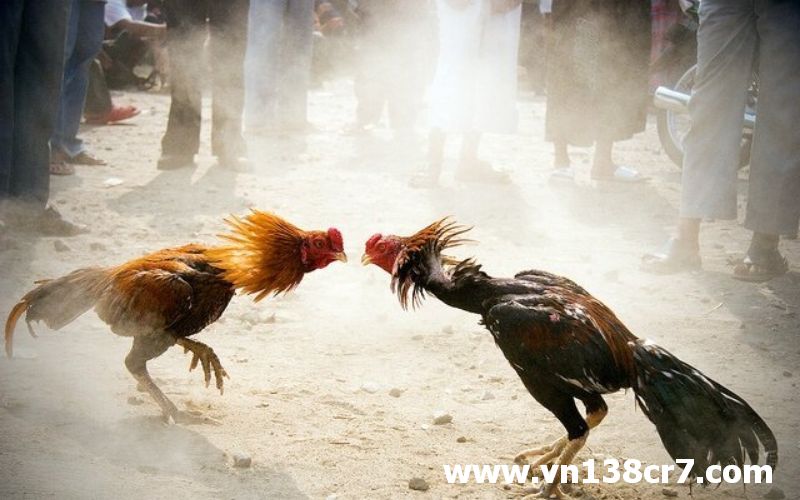Gà nòi rất hung hăng và hiếu chiến