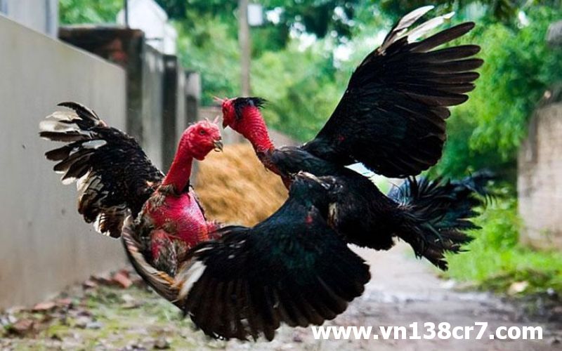 Gà nòi và đá gà nòi có gì đặc biệt