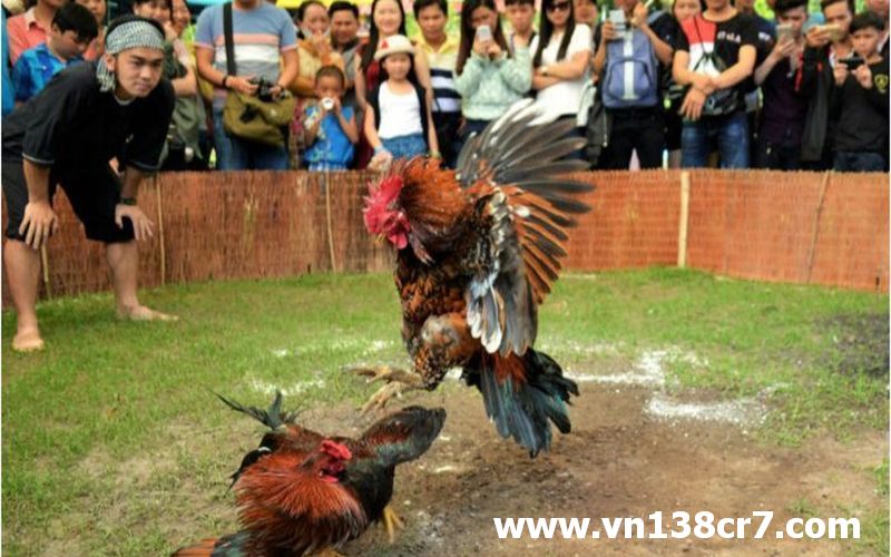 Hai chiến kê luôn mang tầm đẳng cấp