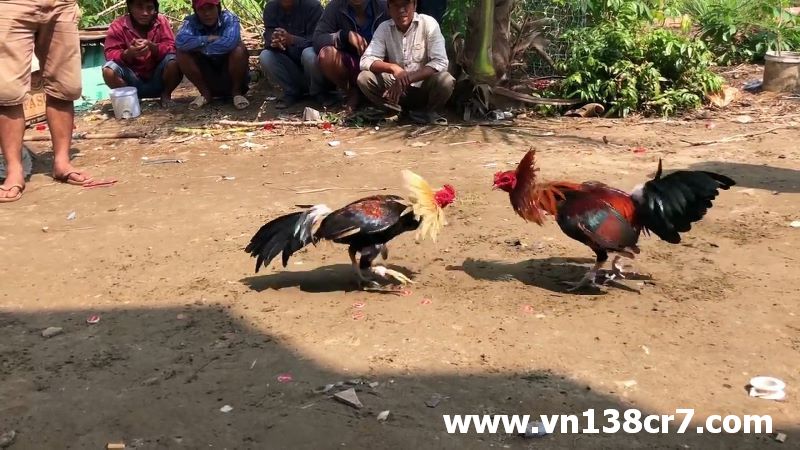 Lịch đá gà cựa dao được nhiều anh em quan tâm