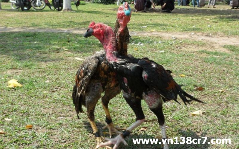Luyện tập thường xuyên nâng cao thể lực