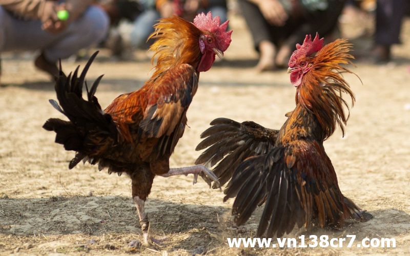 Người chơi cần nắm chắc được quy luật cược