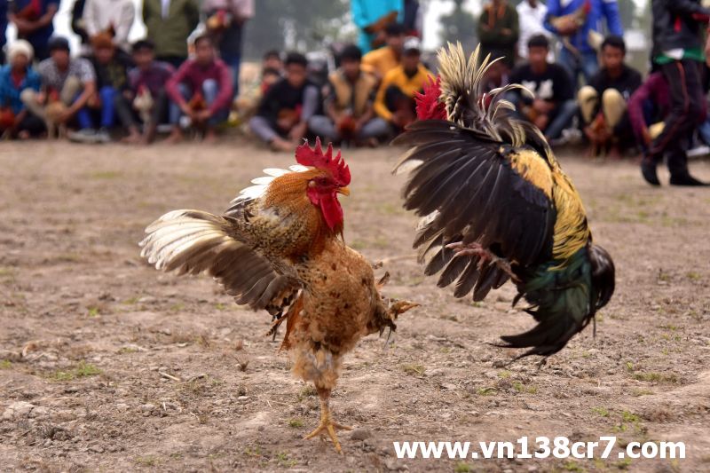 Người xem xung quanh đông và tham gia cược rất nhiều