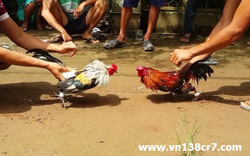 Những chiến kê tham gia khét tiếng trong làng gà đá