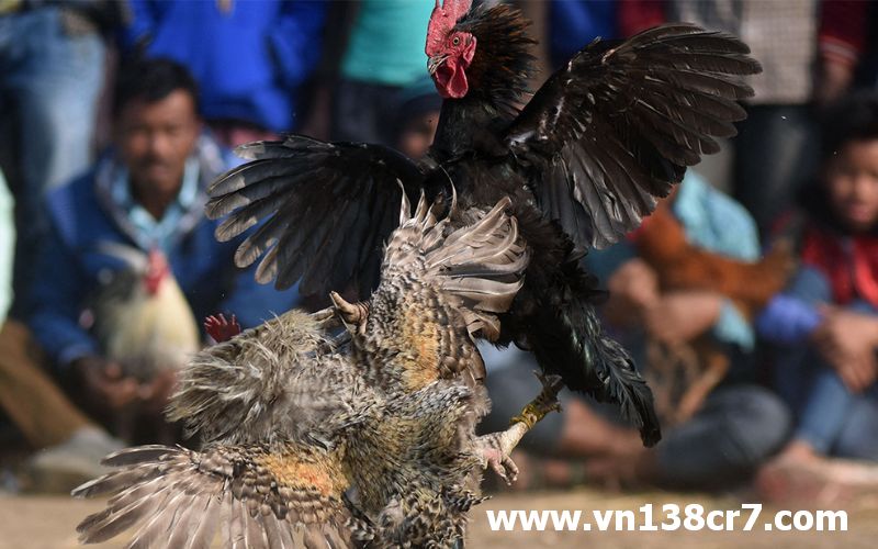 Những trận đấu cuốn hút người xem và chơi cá cược