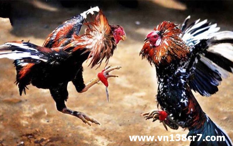 Những trận đấu kịch tính không thể bỏ lỡ