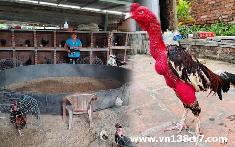 Nuôi gà đá bo hợp lý giúp gà lớn nhanh chóng