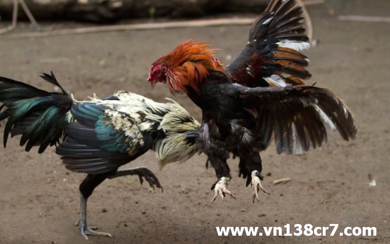 Thái Lan là quốc gia được tổ chức nhiều trận đá gà lớn