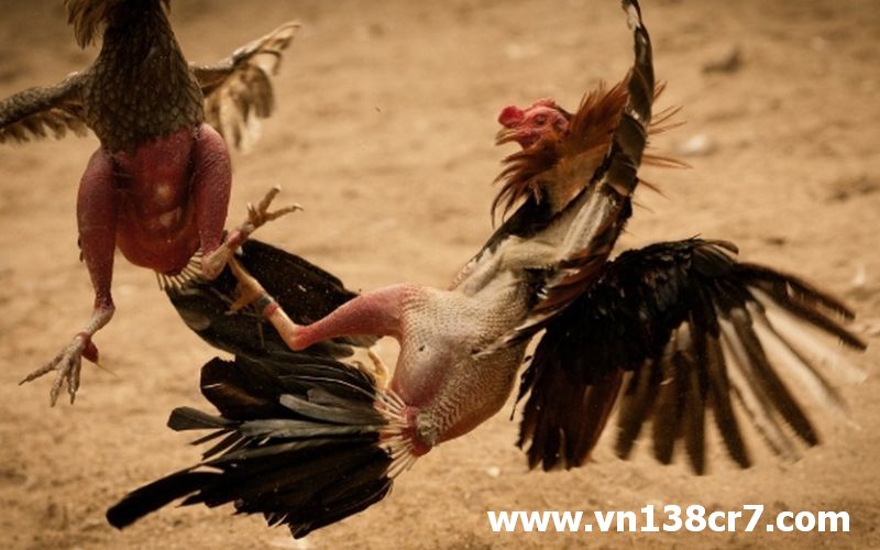 Trận đá gà Israel luôn cuốn hút người xem