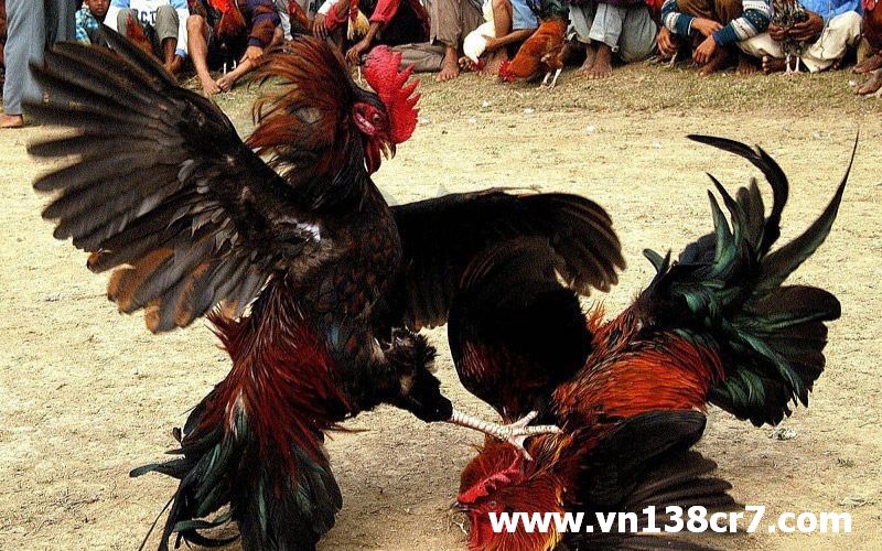 Tỷ lệ cược ăn 6 hấp dẫn được nhiều dân chơi biết đến