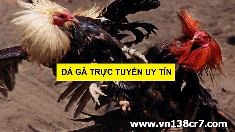 Cần lựa chọn nhà cái uy tín khi chơi đá gà online