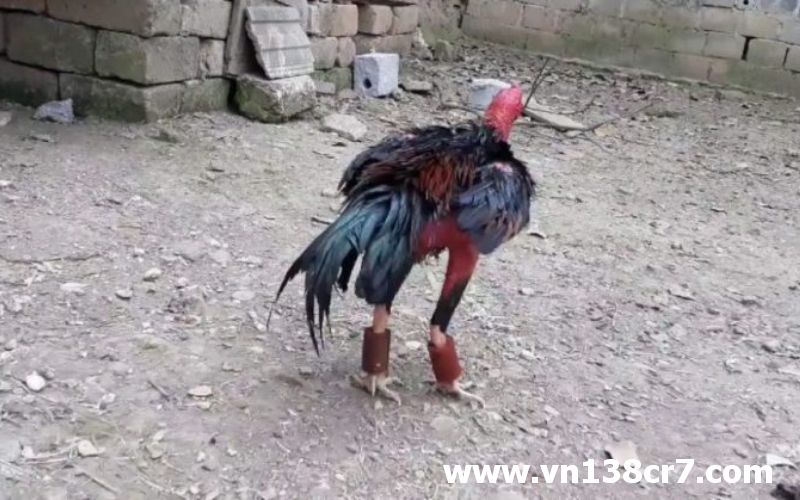 Cho gà chọi tập vần đòn