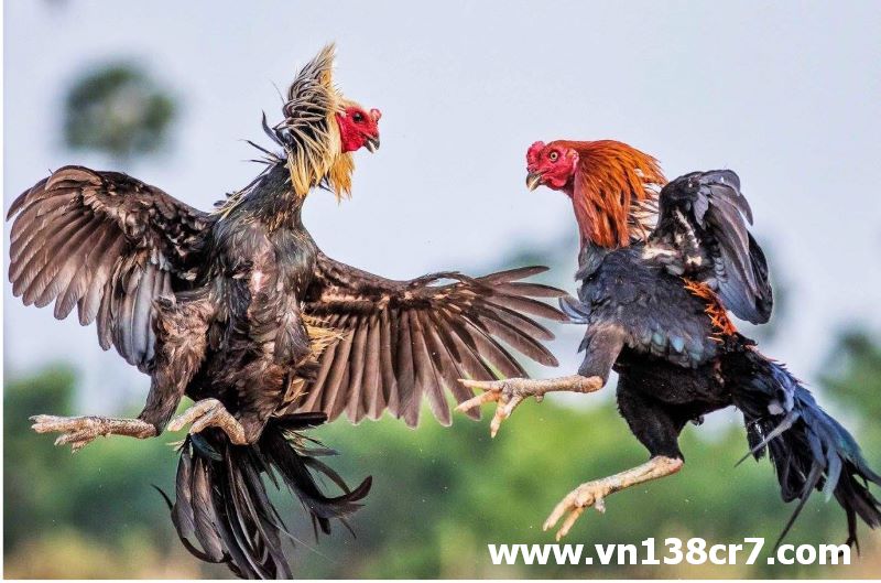 Chơi đá gà tại ST666 an toàn minh bạch