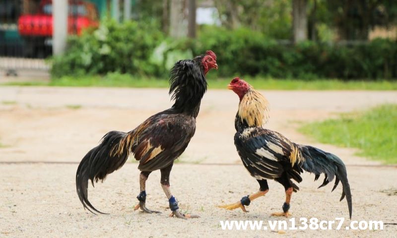 Chơi đá gà trực tuyến rất phổ biến hiện nay