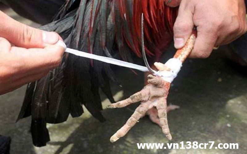 Cựa sắt tăng sức mạnh cho gà chiến