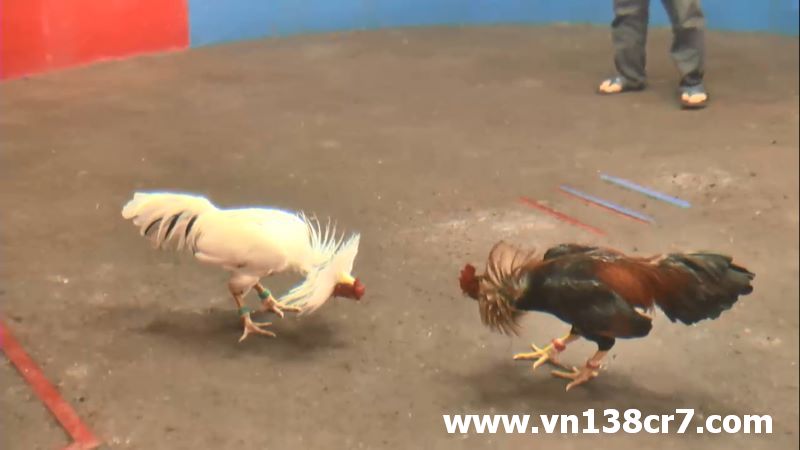 Đá gà cựa sắt hình thức đá gà kinh điển của Campuchia