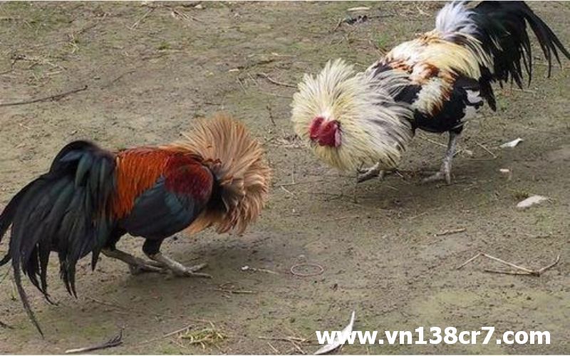 Đá gà online Ô Đồng Tháp