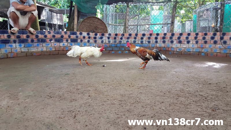 Đá gà Philippines chủ yếu là đá gà cựa dao