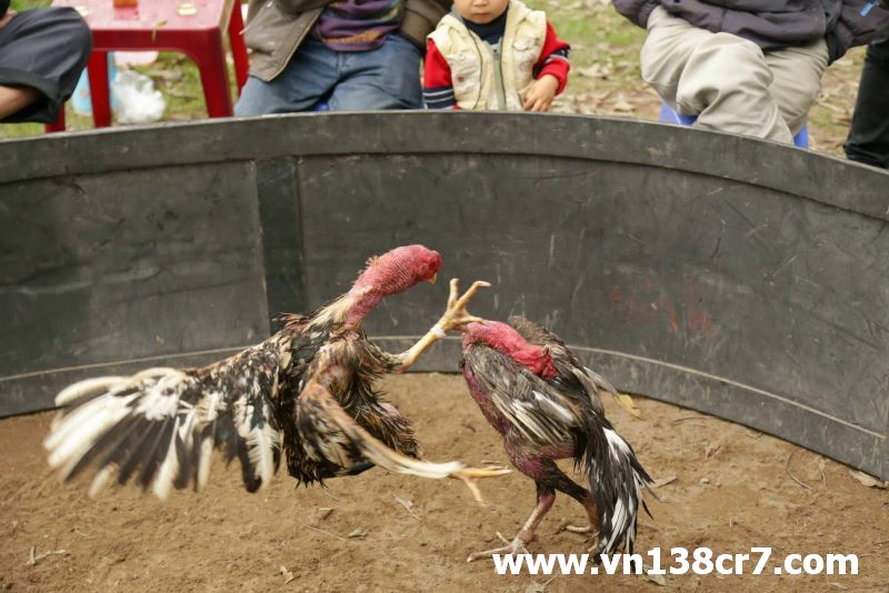 Đá gà Philippines rất nổi tiếng trong giới đá gà
