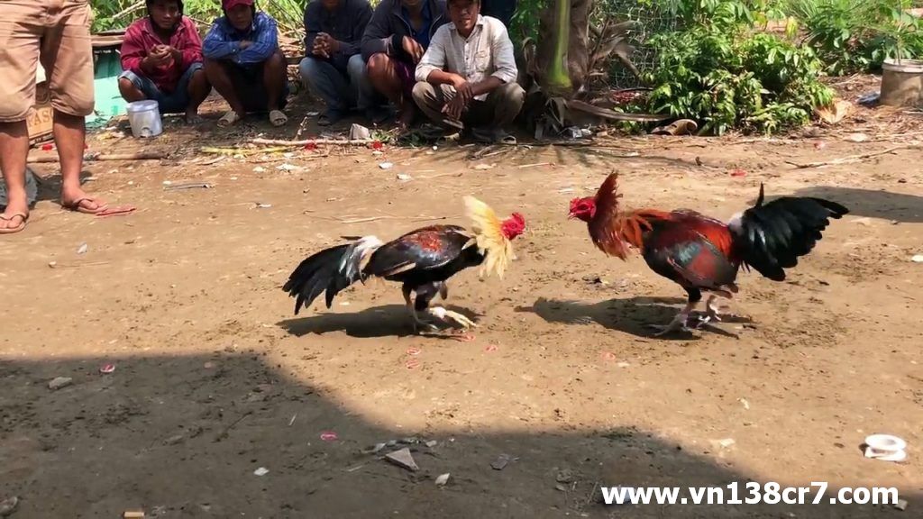 Đá gà trực tiếp hôm nay 666 hiện đang khá nổi tiếng