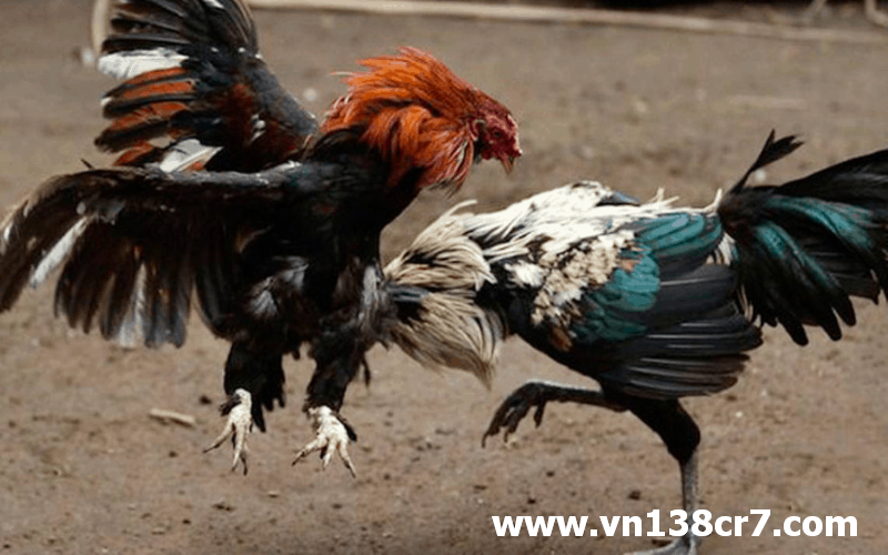Địa điểm chơi an toàn hợp pháp