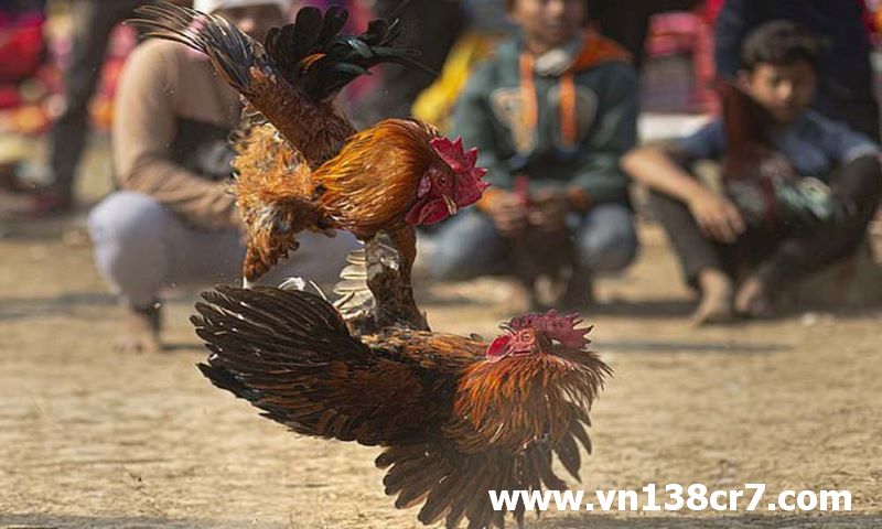 Gà chiến tại đá gà c1 được tuyển chọn kỹ lưỡng