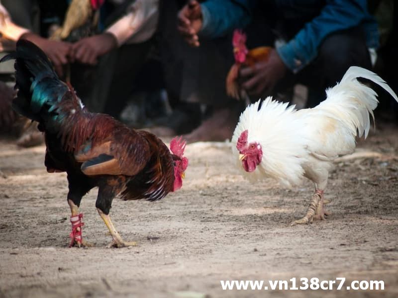 Gà chiến trong cựa dao rất mạnh