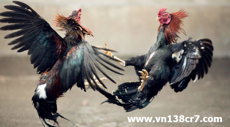 Gà chọi Malaysia rất khoẻ và có sức bền tốt