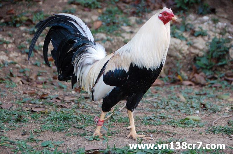 Gà đá Mỹ rất khoẻ lì đòn và hiếu chiến