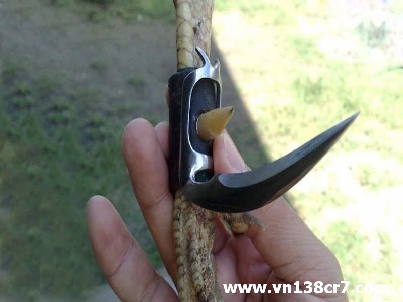 Lắp thêm cựa dao để tăng sức mạnh cho gà