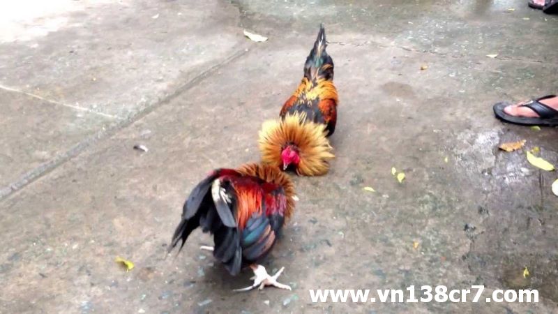 Liên kết với nhiều trường gà chuyên nghiệp uy tín