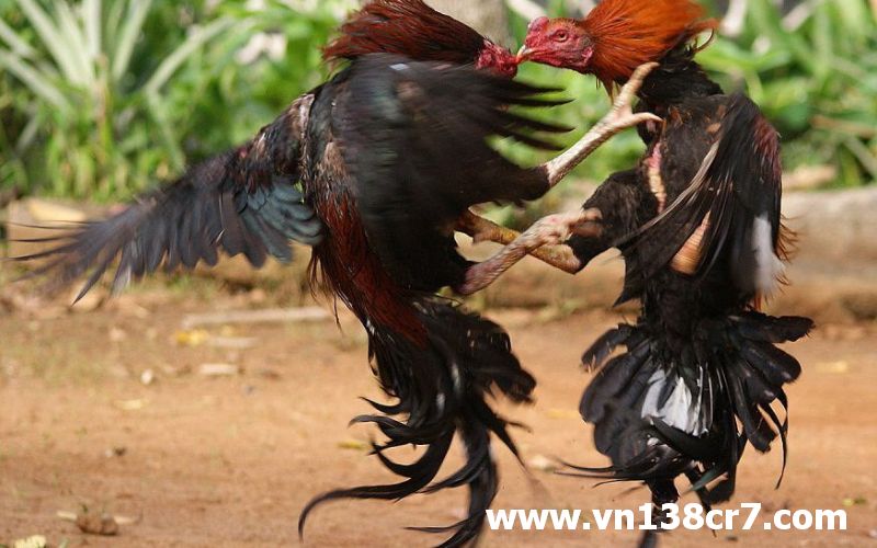 Lợi thế của đá gà Đồng Tháp luôn thu hút người chơi