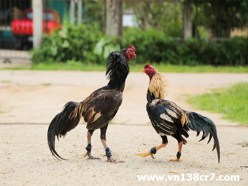 Mỗi trận đá gà cựa dao đều hấp dẫn thú vị