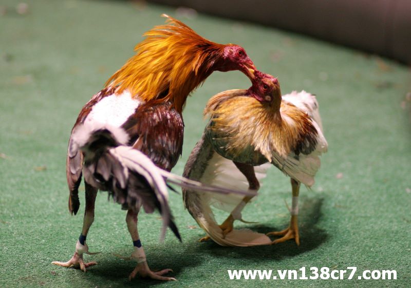 Mỗi trận đấu đều lôi cuốn kịch tính
