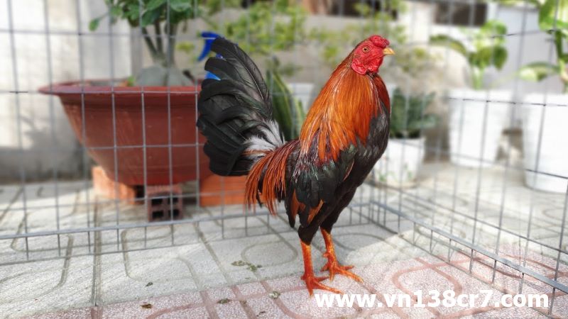 Ngoại hình to khỏe của gà chọi Mỹ