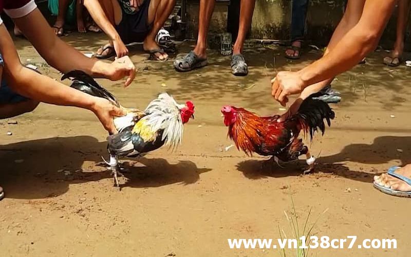 Mỗi trận gà đá khác nhau mang đến những kịch tính