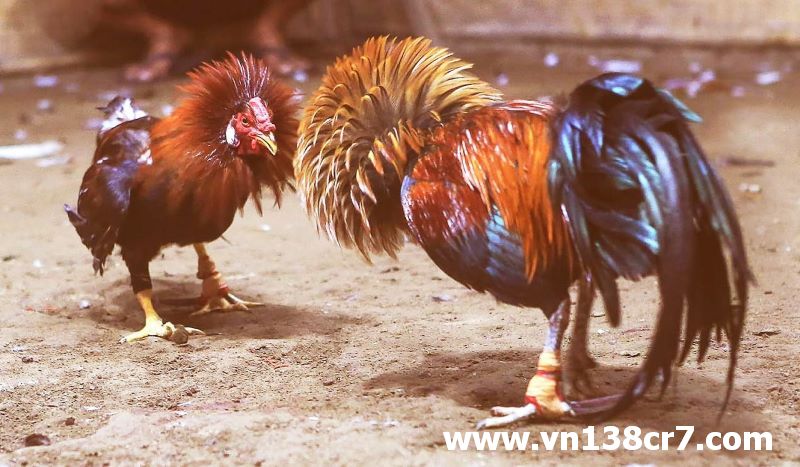 Nơi quy tụ những trận đấu lôi cuốn