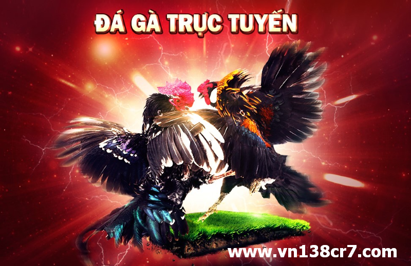 ST666 đưa đá gà đến rộng rãi với người chơi