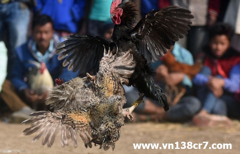 Tìm hiểu tỷ lệ đá gà trực tiếp