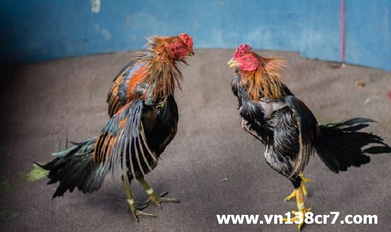 Ví dụ về đá gà trực tiếp