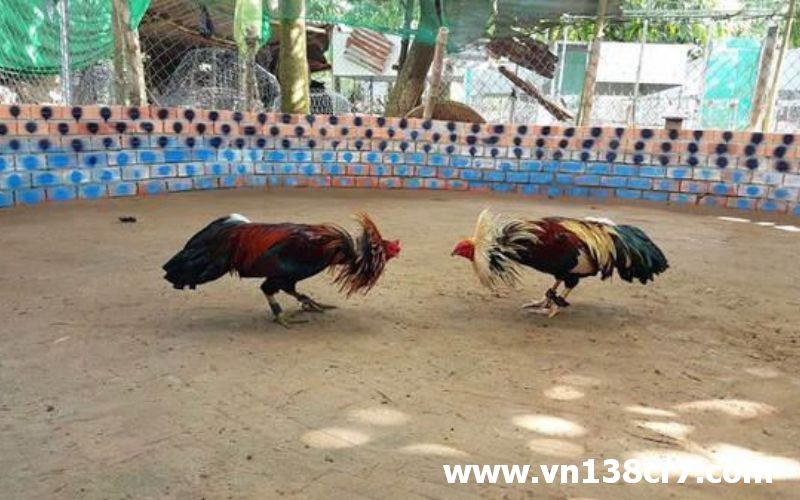 Đá gà Italia điểm đến cho những cược thủ