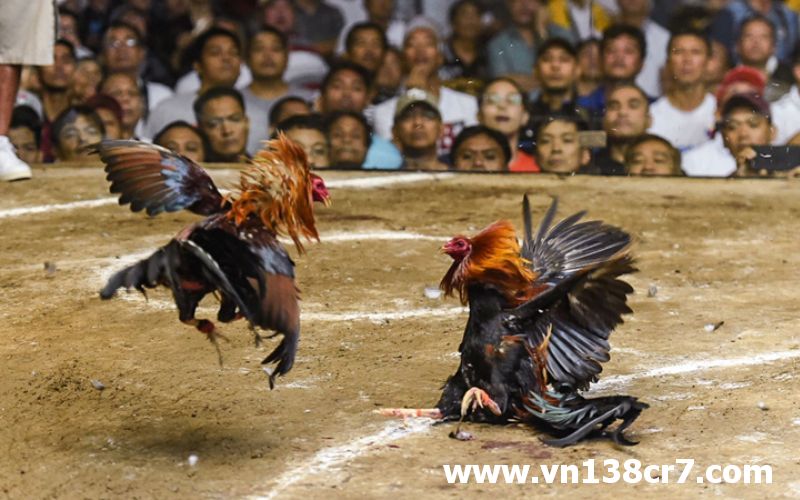 Đá gà là trò chơi yêu thích