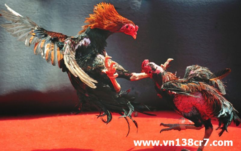 Đá gà trực tiếp tại Khánh Hòa